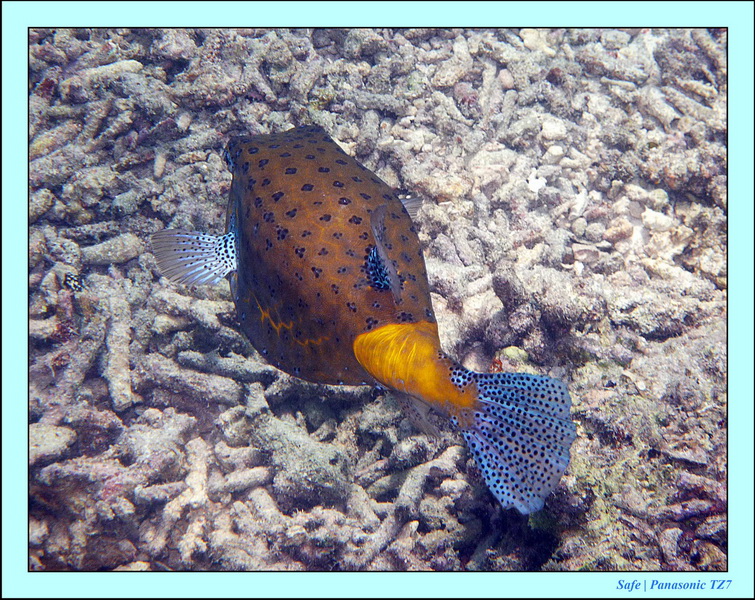 2011 - 08 - Borneo - Sipadan 079